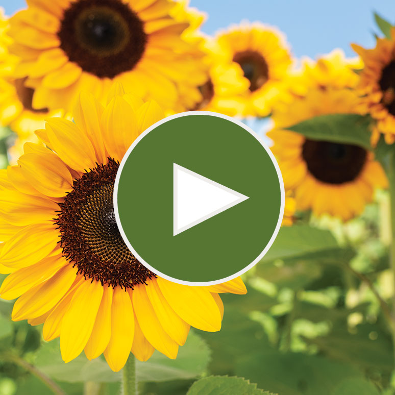 Sunflowers for CutFlower Growers Johnny's Selected Seeds