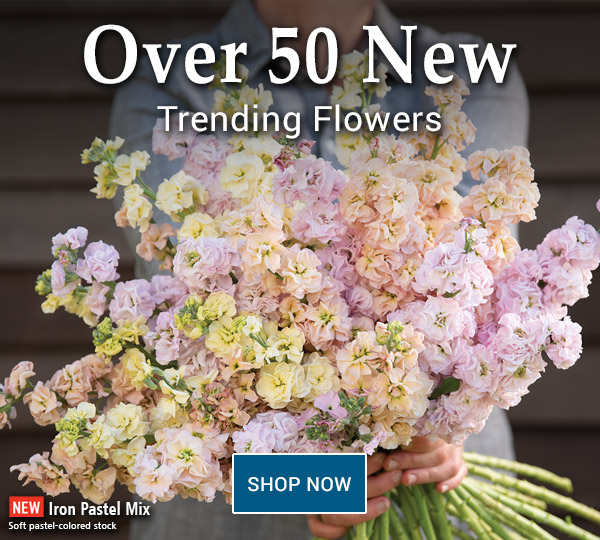 NEW Flowers for 2023! Johnny's Selected Seeds