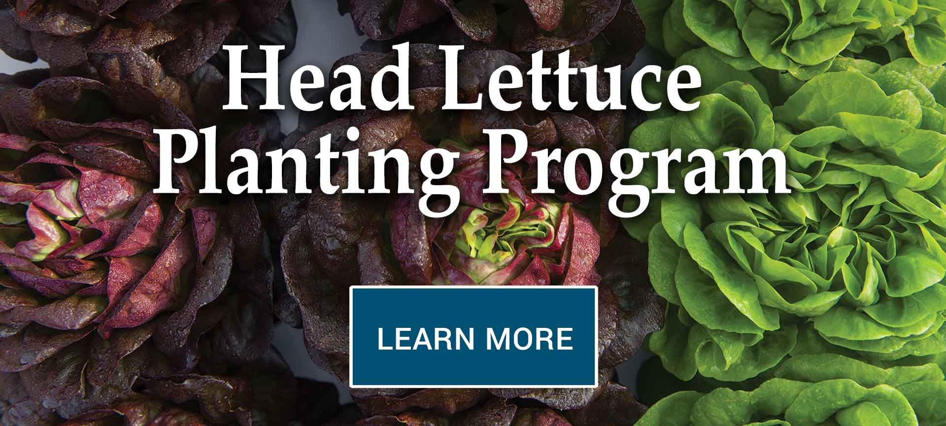 Lettuce to Plant Again and Again Johnny's Selected Seeds