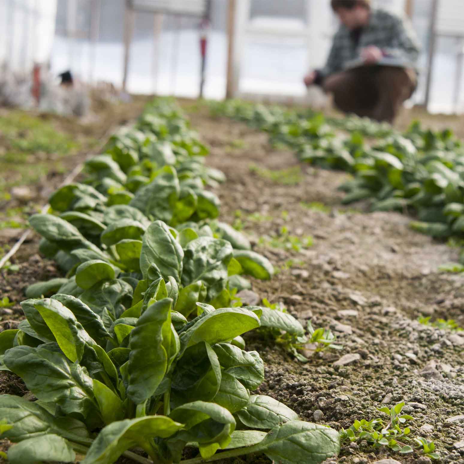 Spinach for Fall, Winter, and Spring Johnny's Selected Seeds
