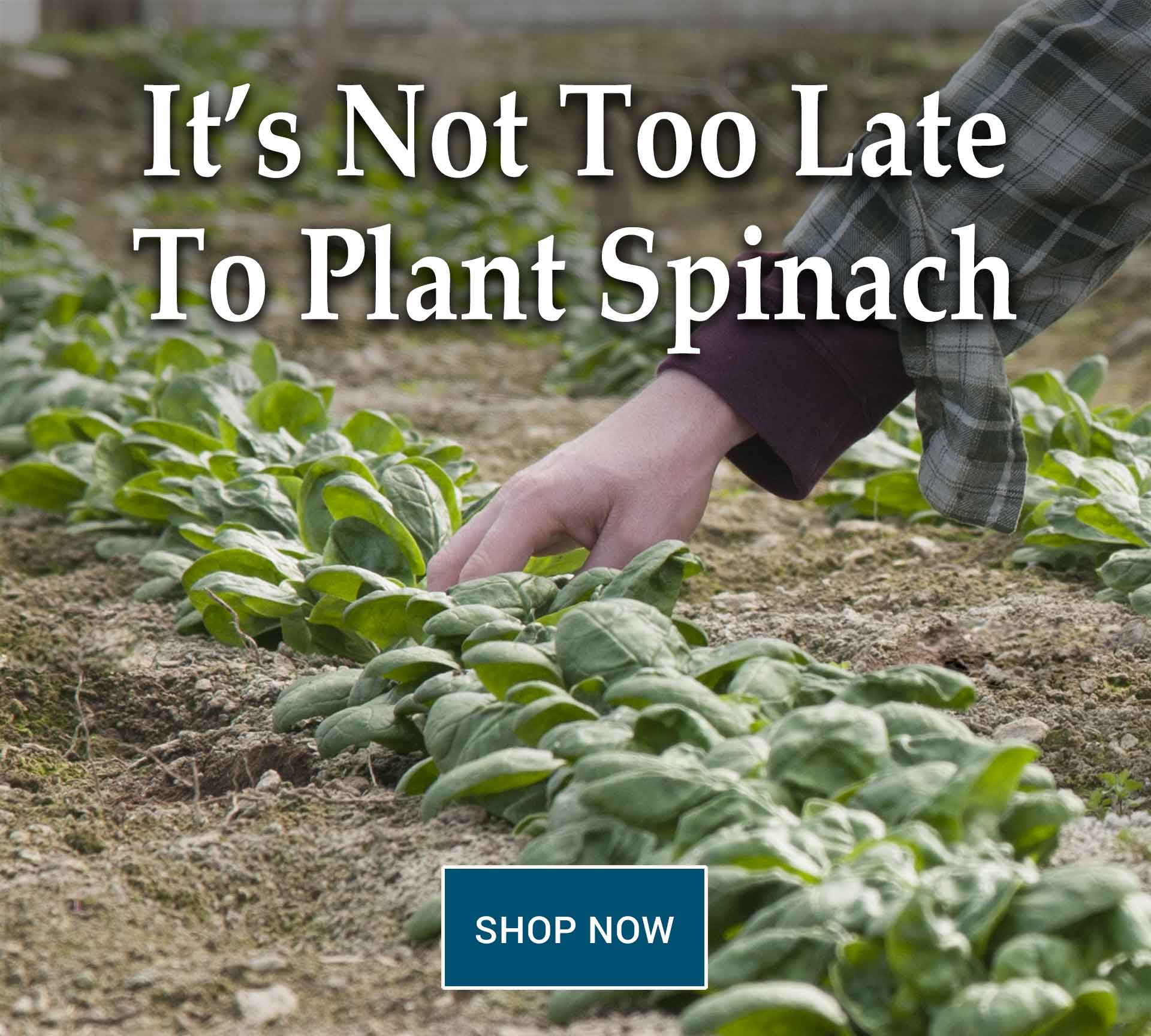 Spinach for Fall, Winter, and Spring Johnny's Selected Seeds