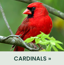 Cardinals 