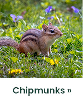 Chipmunks 