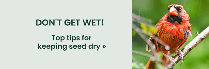 Don't Get Wet! Top Tips for Keeping Seed Dry 