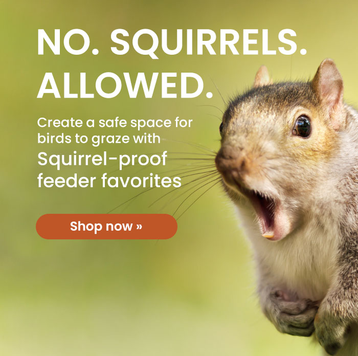 No. Squirrels. Allowed. Create a safe space for birds to graze with Squirrel-Proof Feeder Favorites | Shop Now 