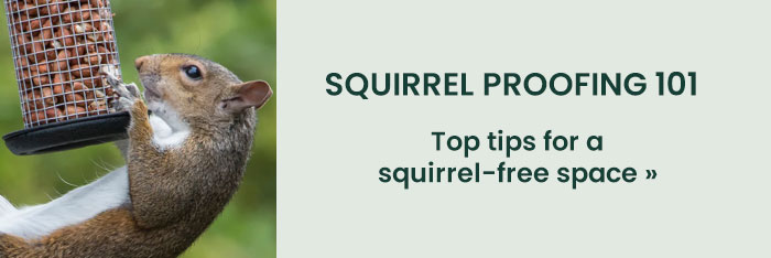 Squirrel Proofing 101: Top tips for a squirrel-free space 