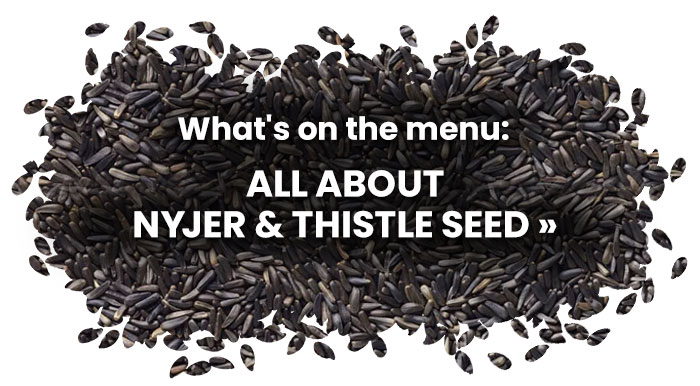 What's On the Menu: All About Nyjer & Thistle Seed 