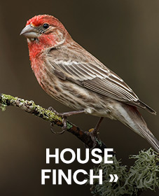 House Finch 