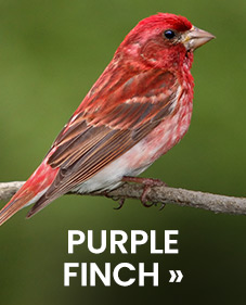 Purple Finch 