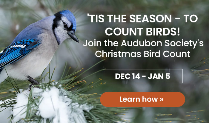 'Tis the Season - to Count Birds!
Join the Audubon Society's Christmas Bird Count
December 14 - January 5 | Learn How 