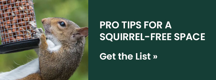 Pro Tips for a Squirrel-Free Space | Get the List 