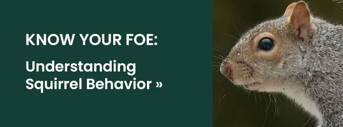 Know Your Foe: Understanding Squirrel Behavior 