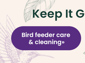 Bird Feeder Care & Cleaning 