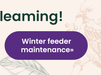 Winter Feeder Maintenance 