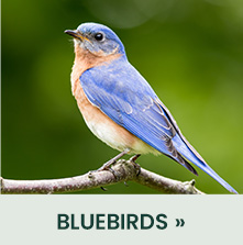 Bluebirds 