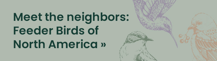 Meet the Neighbors: Feeder Birds of North America 