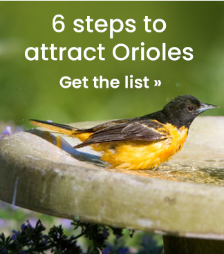 6 Steps to Attract Orioles: Get the List 