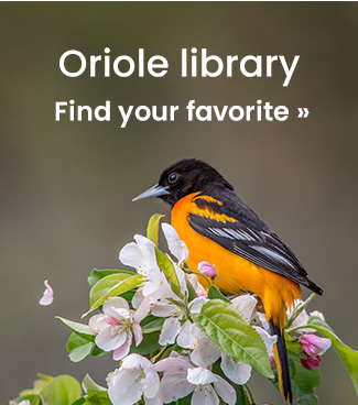 Oriole Library: Find Your Favorite 