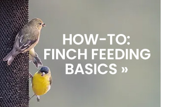 How-To: Finch Feeding Basics 