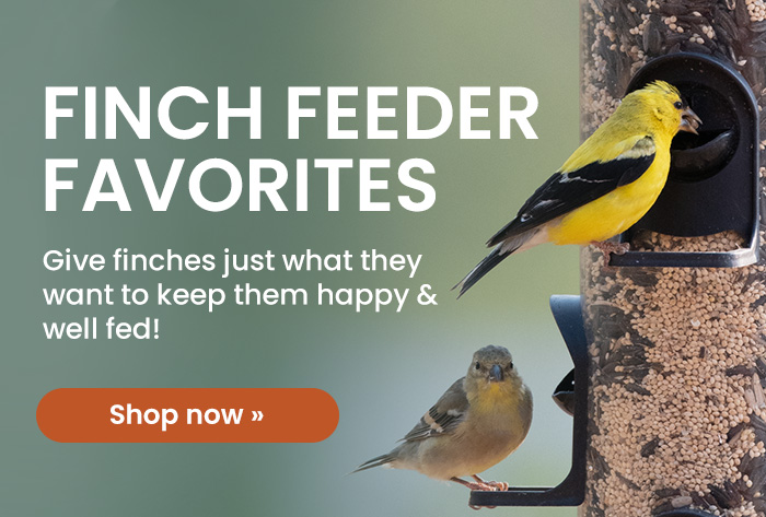 Finch Feeder Favorites: Give finches just what they want to keep them happy & well fed! | Shop Now 