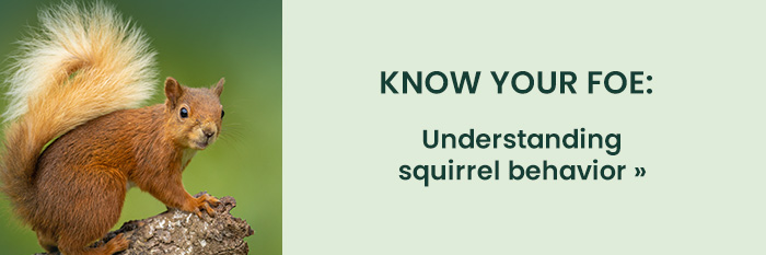 Know Your Foe: Understanding Squirrel Behavior 