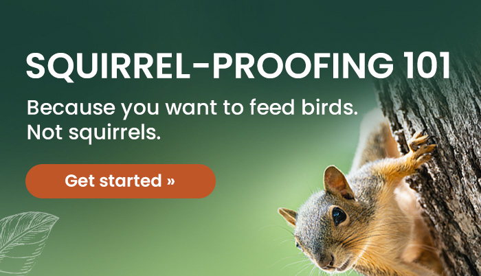 Squirrel-Proofing 101: Because you want to feed birds. Not squirrels. | Get Started 