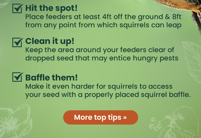 Hit the Spot! Place feeders at least 4ft off the ground & 8ft from any point from which squirrels can leap  Clean It Up! Keep the area around your feeders clear of dropped seed that may entice hungry pests  Baffle Them! Make it even harder for squirrels to access your seed with a properly placed squirrel baffle | More Top Tips 