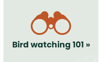 Bird Watching 101 