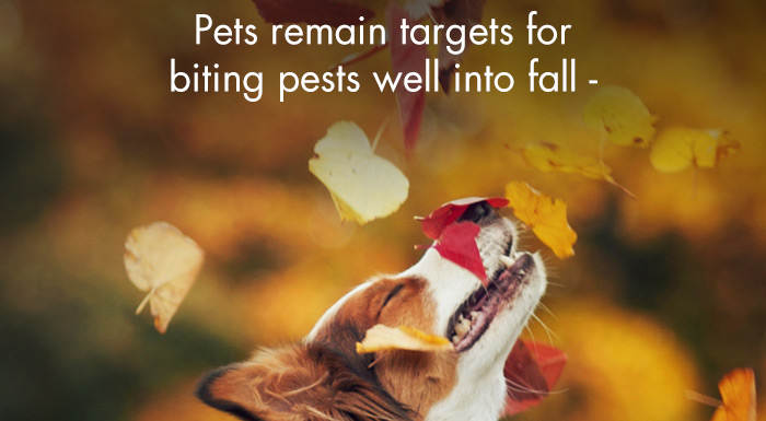 Pets remain targets for biting pests well into fall - Keep them protected (now & at any time of year!) with DynaTrap® Insect Solutions Pets remain fargets for TN N A R e R el - 