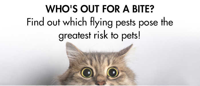 WHO'S OUT FOR A BITE? Find out which flying pests pose the greatest risk to pets! 