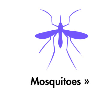 Mosquitoes » Mosquitoes 
