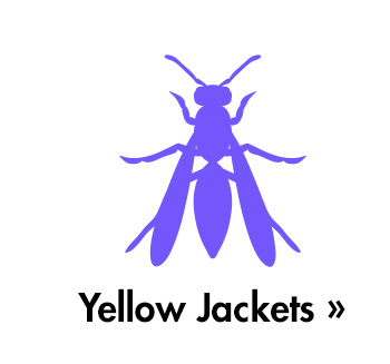 Yellow Jackets » Yellow Jackets 