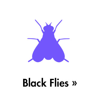 Black Flies » Black Flies 