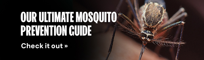 Our Ultimate Mosquito Prevention Guide