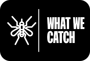 What We Catch» 