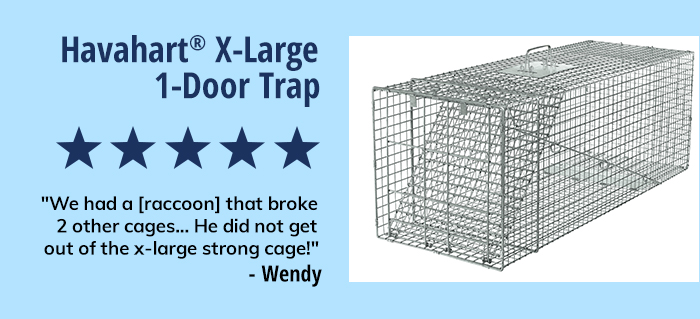 Havahart X-Large 1-Door Trap | Shop Now 
"5 Stars: We had a [raccoon] that broke 2 other cages... He did not get out of the x-large strong cage!" - Wendy