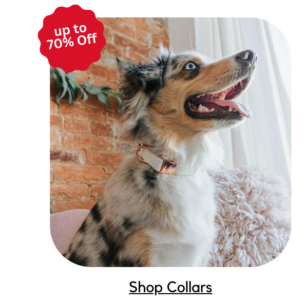 Shop Collars