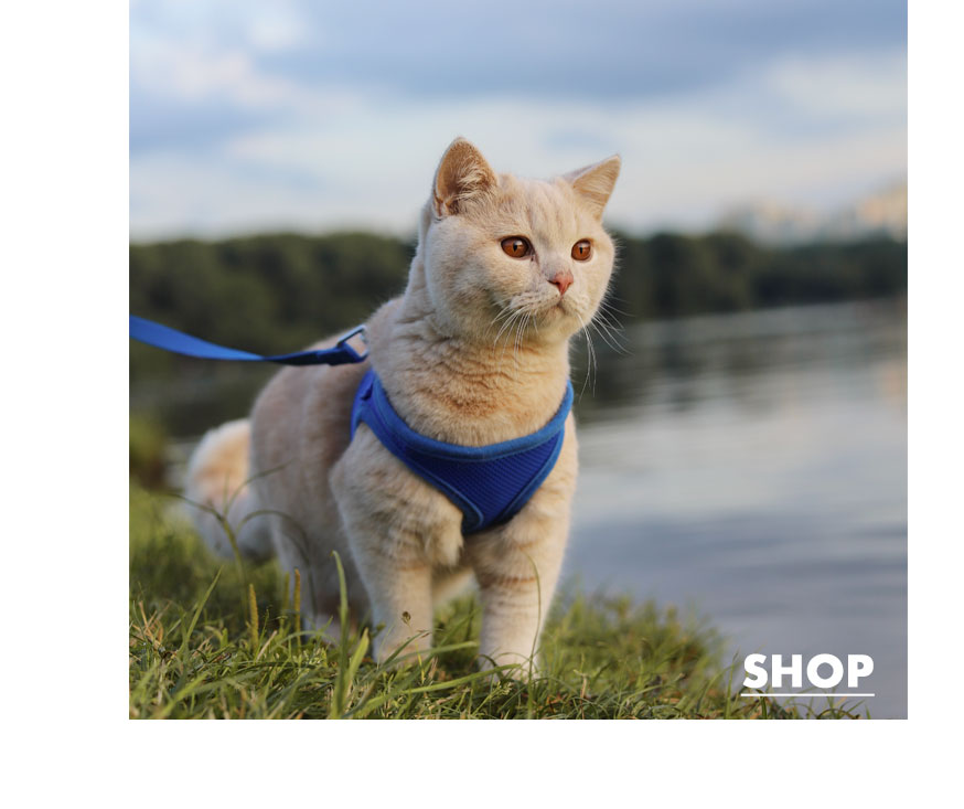 Shop Kitten Leashes
