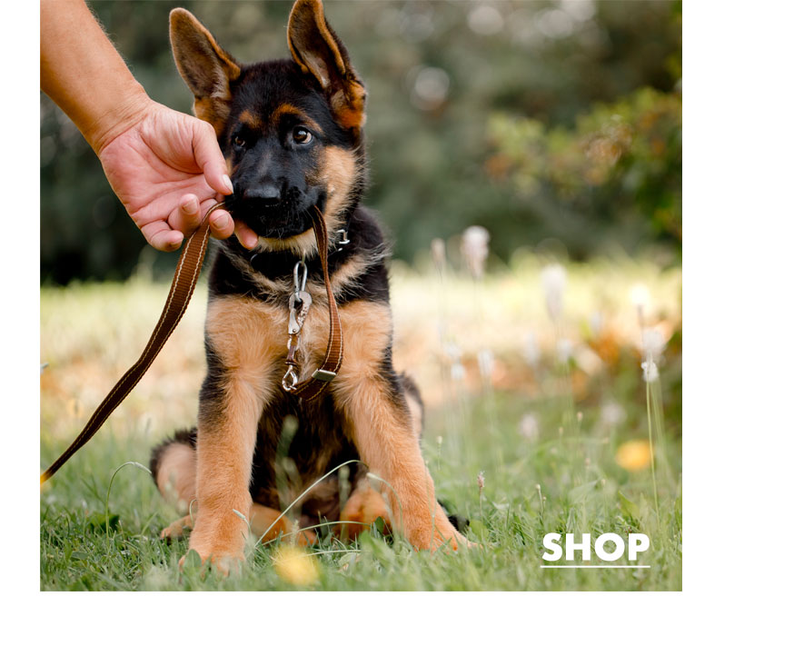 Shop Puppy Leashes