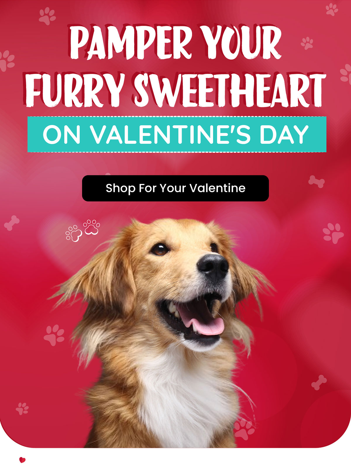 Pamper Your Furry Sweetheart