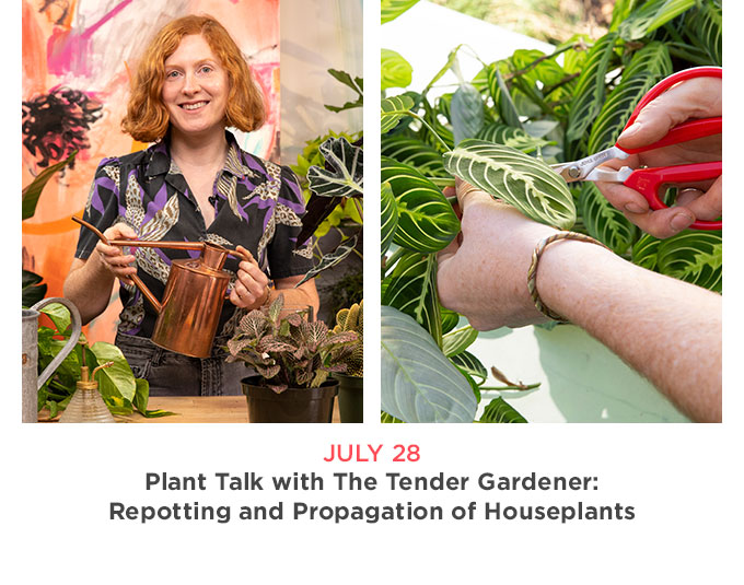 July 28 -  Plant Talk with The Tender Gardener: Repotting and Propagation of Houseplants ​