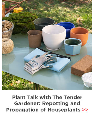 Plant Talk with The Tender Gardener: Repotting and Propagation of Houseplants