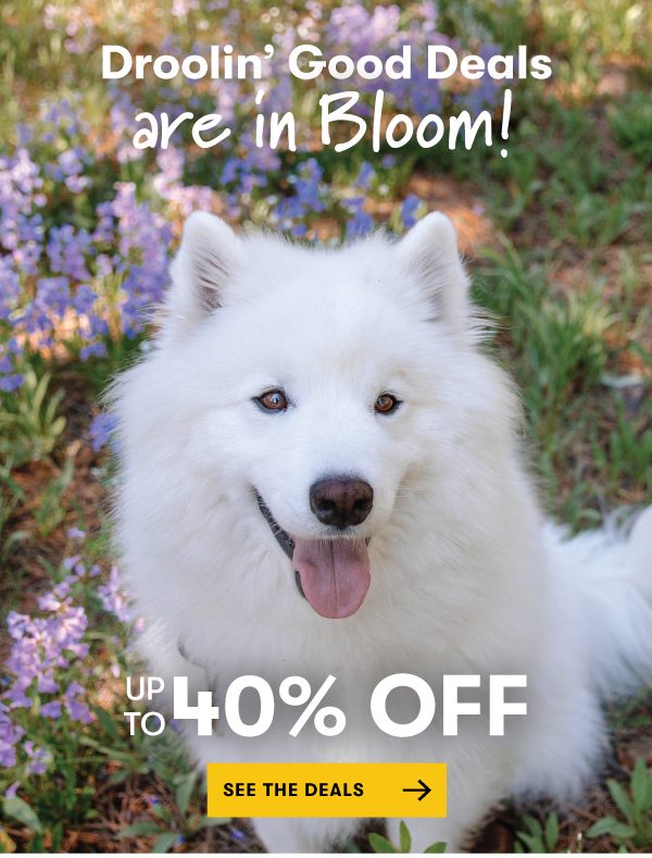 Droolin' Good Deals - Up to 40% Off