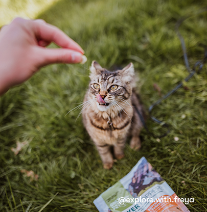 cat receives a treat