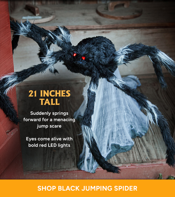 Shop Black Jumping Spider
