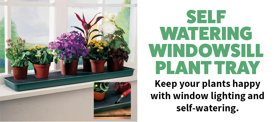 Keep your plants happy with window lighting and self-watering