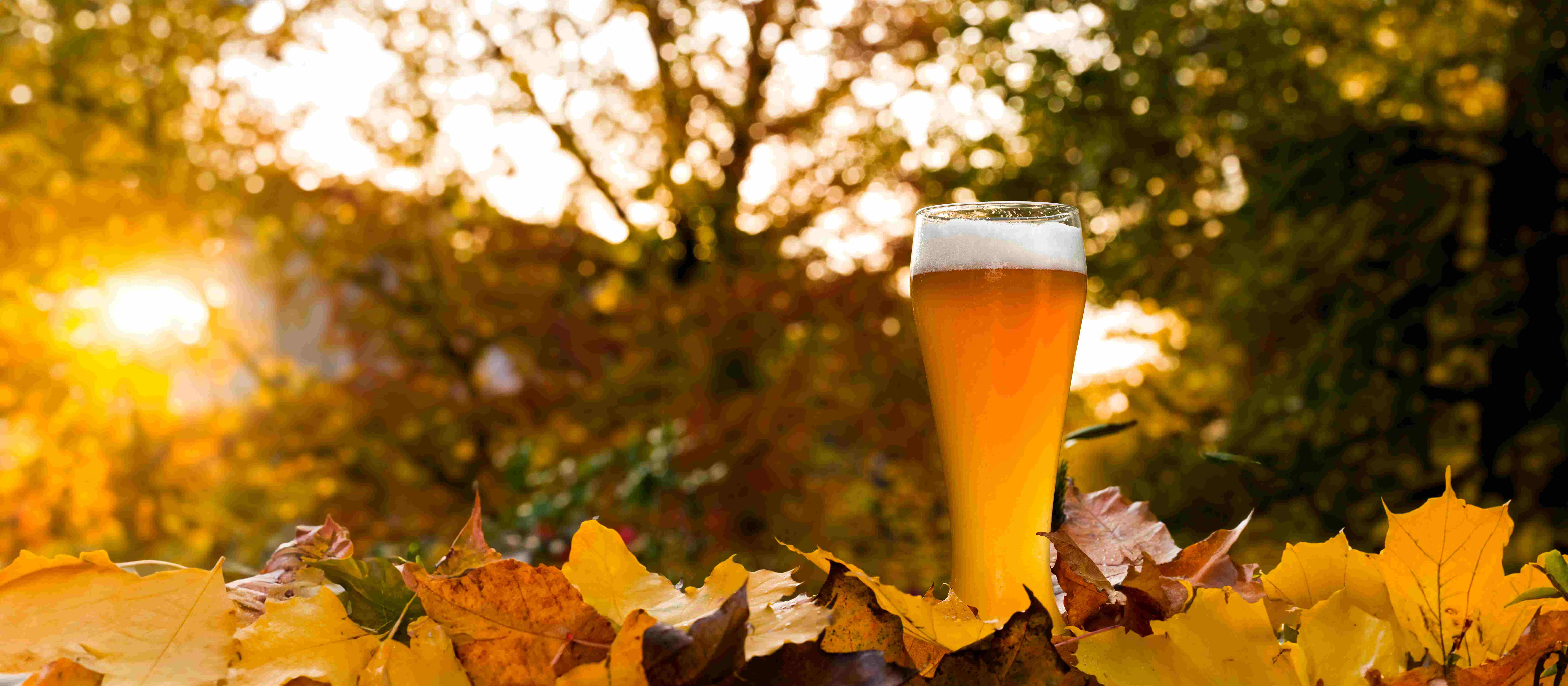 Fall Beer Recipe Kits