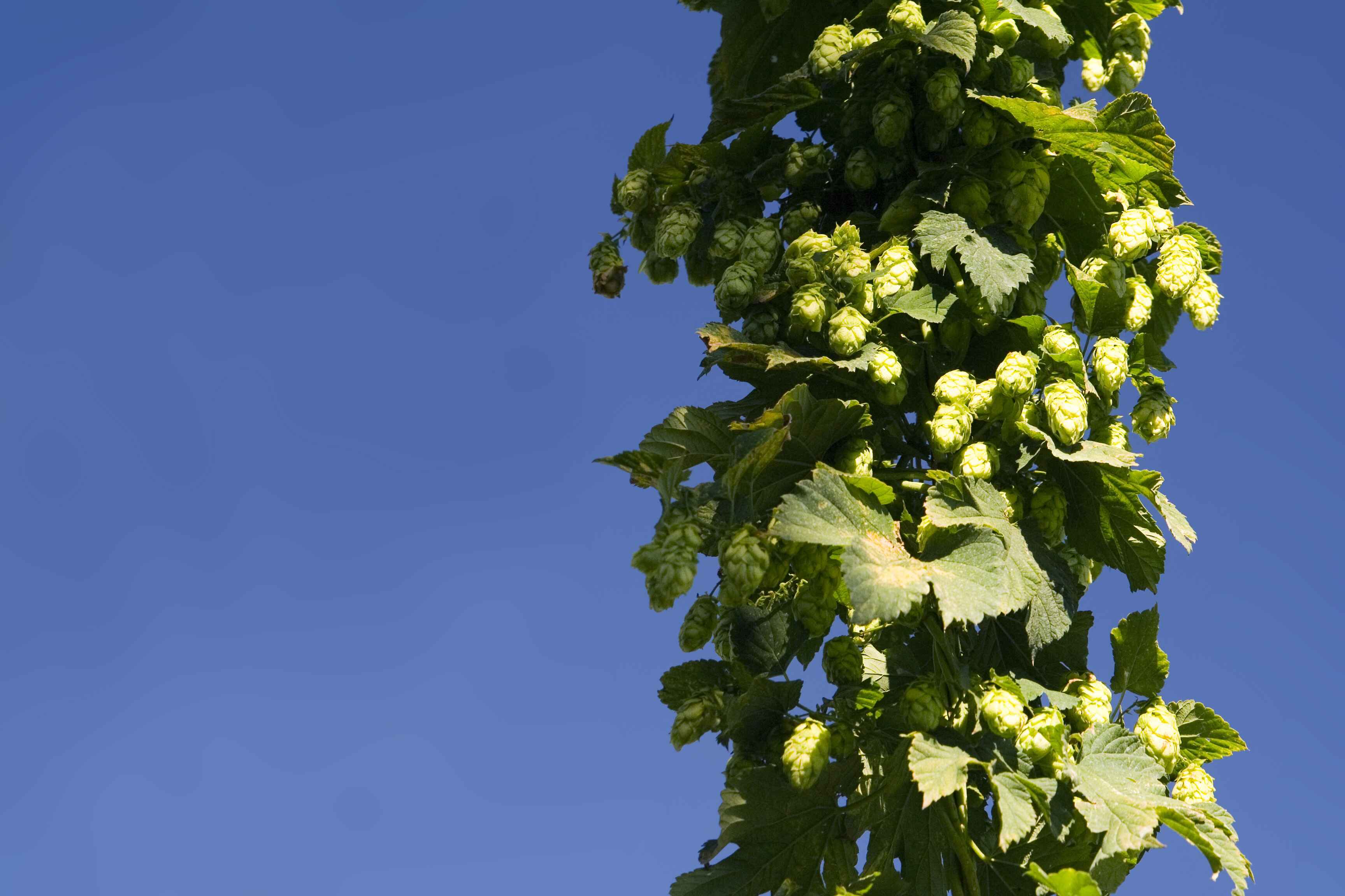 Hop Plant growing on a Vine