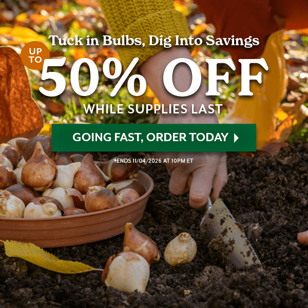 PLANT NOW, BLOOM LATER - BULBS