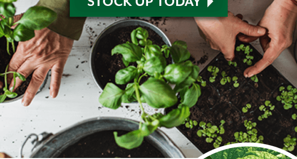 Bring Frersh Flavors Indoors. Grow herbs & microgreens...